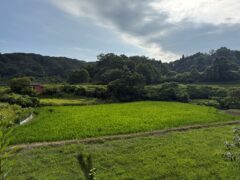 【松本農園】第９弾　～中干し編～